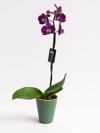 Orquídea