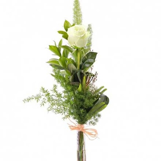 Rosa blanca.