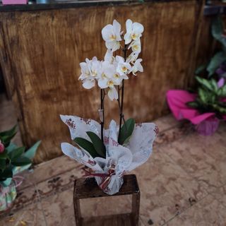 Orquídea blanca " Suárez"