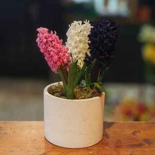 Aranjament cu zambile la ghiveci