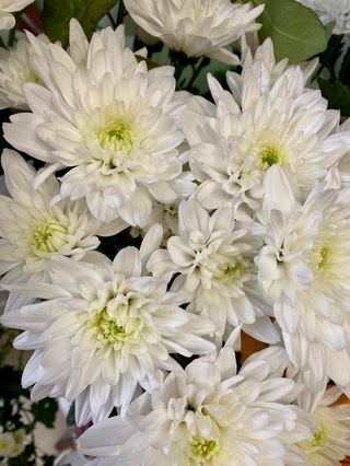 Хризантема бяла (1бр)