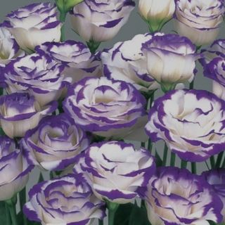 Lisianthus mazzo