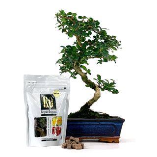 Pack Bonsái Carmona 8 años y abono japonés 240g
