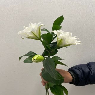 Lilium Blanco  ( 1 Tallo )