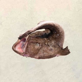 Cola De Rape Piel Negra Galicia (2.5 Kg.)