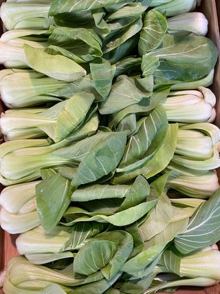 Pack choi 1 kg  Xiangguocai