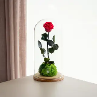 Cupula Rose. Rosa Eterna