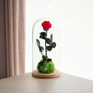 Cupula Rose. Rosa Eterna