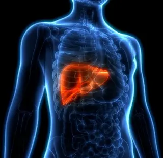 Hepatic Analysis
