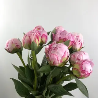 Piwonie 7 szt.