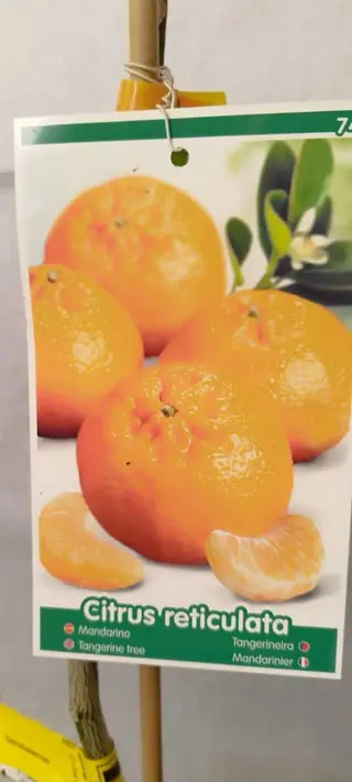 Tangerineira