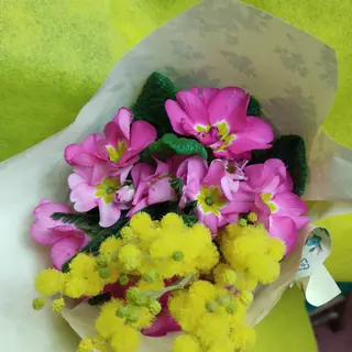 Primula con mimosa 