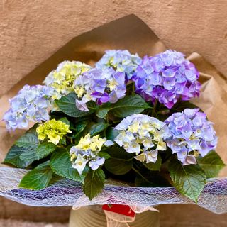 Planta de Hortensia grande