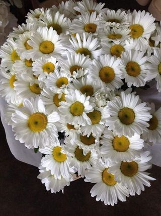 გვირილა 