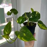 Ліана Эпвпремнум