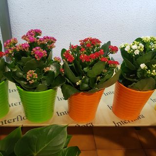 pianta kalandivia in vaso ceramica 