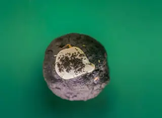 Cookie Oreo