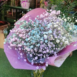 Ramillete Paniculata de Colores "Picasso"