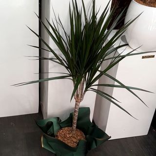 Plante d"intèrieure draceana marginata