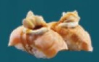 58. Nighiri sake mandorle - 2 pezzi