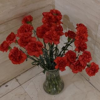 Ramo de claveles rojos dos docenas