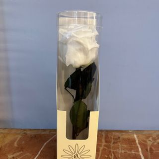 Rosa eterna con tallo color blanca