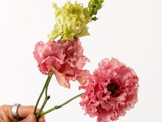 Eustoma (Lisianthus)