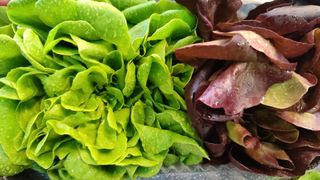 Insalata Salanova 280 g