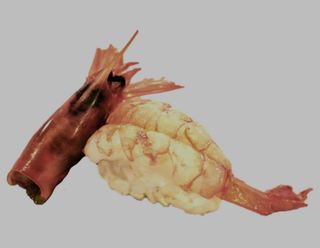 Nigiri amaebi (gamba dulce)