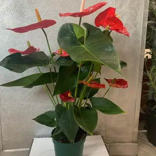 Anturium rosso 