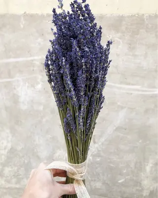 Pomo de lavanda preservada