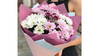 ვადისფერი და თეთრი ქრიზანტემს