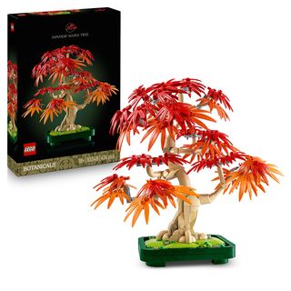 Bonsai de artar japonez rosu - 10348