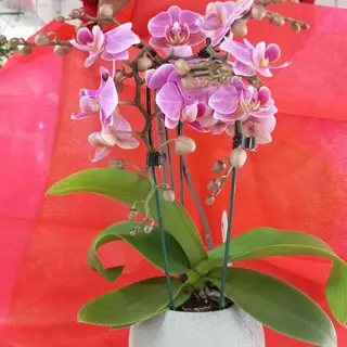 Orchidea nana