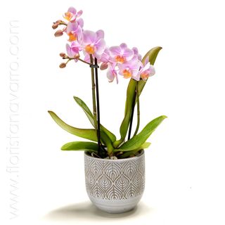 Mini orquídea