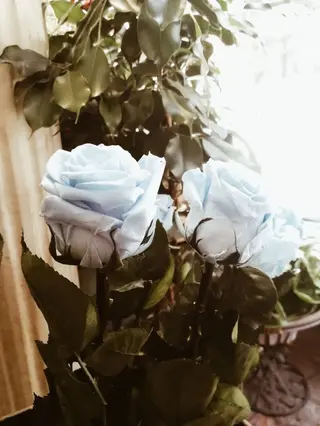 Rosa Eterna Blanca