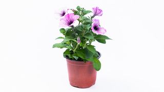 Petunija srednja roza