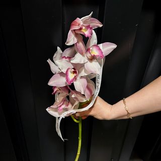 Cymbidium Rosado