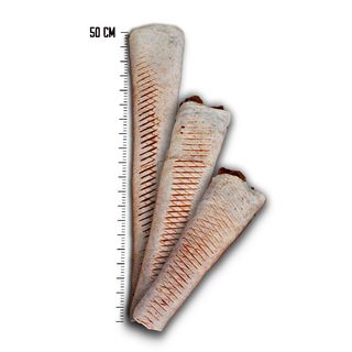 Tortilla samo mięso Mały