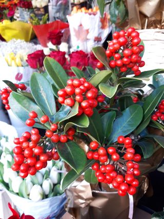 Skimia pianta grande