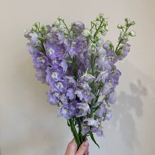 Букет з 7 дельфініумів