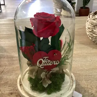 Cúpula rosa roja mediana preservada 