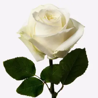 Rosa bianca singola