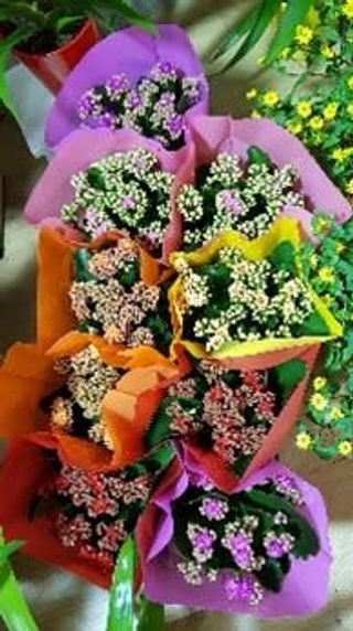 Kalancolae media colore a sorpresa