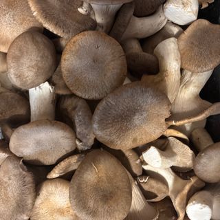 Funghi Cardoncelli gr 300