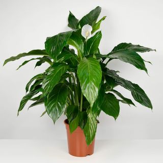 Planta Spathiphyllum