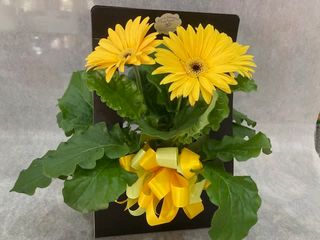 borsetta con piante assortite