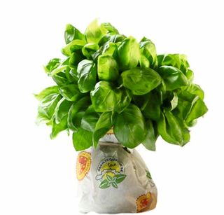 Basilico vaschetta 30 g