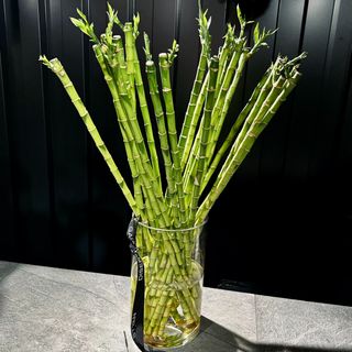 Rama de Bambu grande unidad