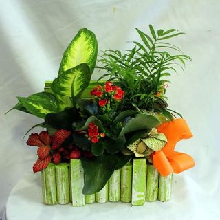 Baúl de plantas naturales